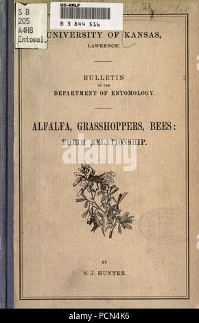 La luzerne, les sauterelles, les abeilles- leur relation Banque D'Images