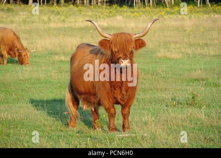 Une vache Highland brun poilu avec de longues cornes debout sur l'herbe verte sur l'île, Canada Banque D'Images