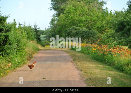 Un poulet traversant une route avec un fond coloré et de fleurs sur une journée ensoleillée en été sur l'Île du Prince Édouard. Banque D'Images