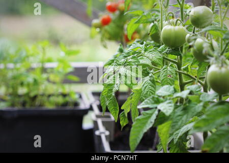 Jardin potager sur une terrasse. Des semis de tomates dans un récipient de plus en plus Banque D'Images
