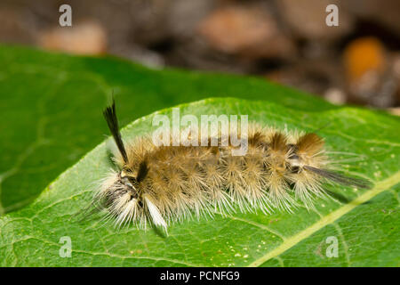 Houppes bagués - Halysidota tessellaris Caterpillar Banque D'Images