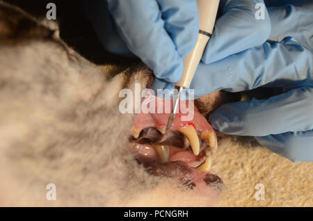 Un chien anesthésié obtient un nettoyant les dents avec un nettoyeur à ultrasons. Banque D'Images