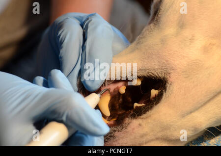 Un chien anesthésié obtient un nettoyant les dents avec un nettoyeur à ultrasons. Banque D'Images