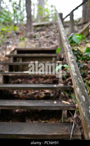 Escaliers en bois dans une forêt, Cardwell, Queensland, Australie Banque D'Images