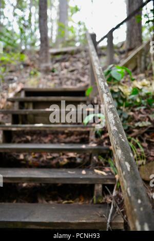 Escaliers en bois dans une forêt, Cardwell, Queensland, Australie Banque D'Images