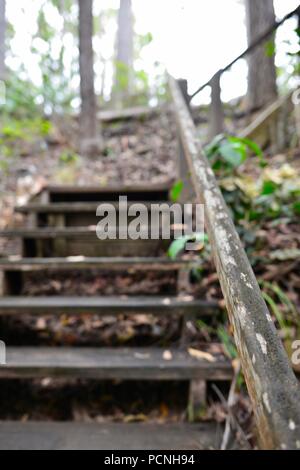 Escaliers en bois dans une forêt, Cardwell, Queensland, Australie Banque D'Images