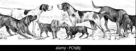 Les chiens de race différentes, l'amélioration de la reproduction numérique d'une image historique de l'année 1885 Banque D'Images