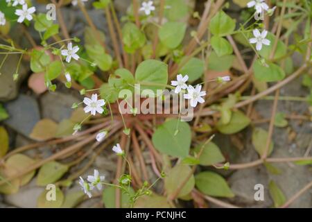 Le Montia sibirica, pourpier rose sur une berge, Wales, UK Banque D'Images