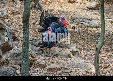 Free Range Turkeys Banque D'Images