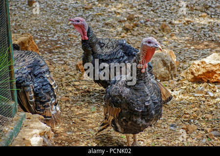 Free Range Turkeys Banque D'Images