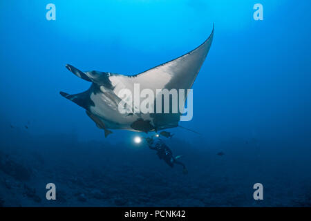 Plongée sous-marine nager avec oceanic géant manta (manta birostris) avec sharksucker (Echeneidae), San Benedicto Island, Revillagigedo-Inseln, Mexique Banque D'Images