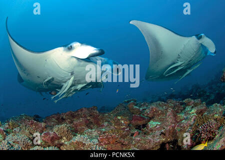 Deux énormes oceanic raies manta (manta birostris) avec le meunier de requins (Remora remora), Yap, Micronésie Banque D'Images