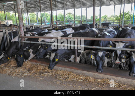 Les vaches dans les animaux de ferme laitière dans un stylo. Photographié au kibboutz harduf, Israël Banque D'Images
