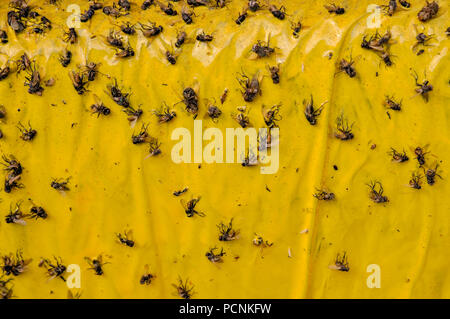 Flypaper mouches collé à une mouche-massacre dispositif constitué de papier enduit d'un doucement parfumé, mais extrêmement collant ou une substance toxique que les pièges flie Banque D'Images