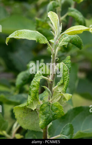 Feuille rose-curling puceron, Dysaphis devecta, dommages et déformation des feuilles sur un arbre de pommes en juin, Berkshire Banque D'Images