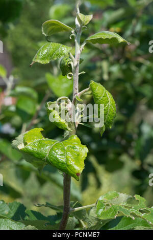 Feuille rose-curling puceron, Dysaphis devecta, dommages et déformation des feuilles sur un arbre de pommes en juin, Berkshire Banque D'Images