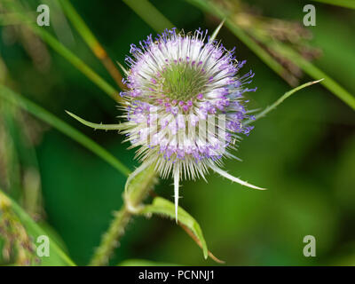 Cardère plante. RSPB de Newport. Banque D'Images