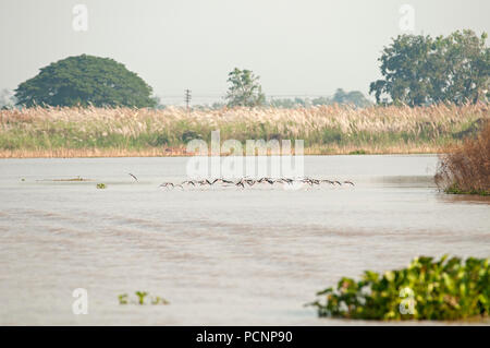 Black-winged Stilt (Himantopus himantopus), Flying // Echasse blanche Banque D'Images