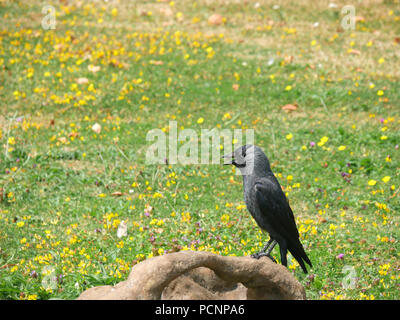 Corvus monedula choucas- perché sur un journal Banque D'Images