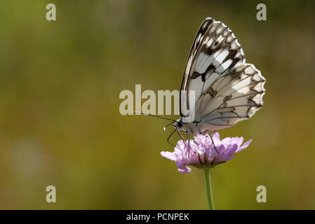 Blanc marbré ibérique (Melanargia lachesis) - Sud France Echiquier de l'Ibérie Banque D'Images