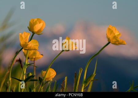 Fleurs de renoncule, Alpes, Bavière, Allemagne Banque D'Images