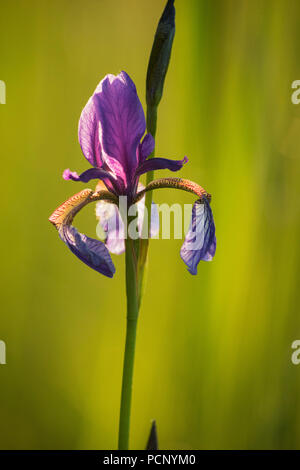 Dans l'Iris Kochler Moos, am Kochelsee (lac), Upper Bavaria, Bavaria, Germany Banque D'Images
