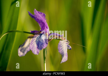 Dans l'Iris Kochler Moos, am Kochelsee (lac), Upper Bavaria, Bavaria, Germany Banque D'Images