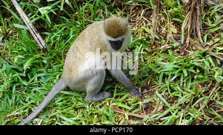 La vie sauvage dans la savane singe de parc national kenyan Banque D'Images