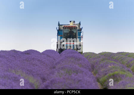 Snowshill Lavender à la récolte avec une havester et remorque, dans les Cotswolds, Royaume-Uni. Banque D'Images