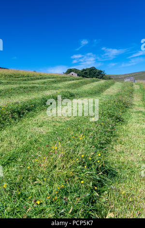 Hautes terres fraîchement tondu meadow dans le Yorkshire Dales, au Royaume-Uni. Banque D'Images