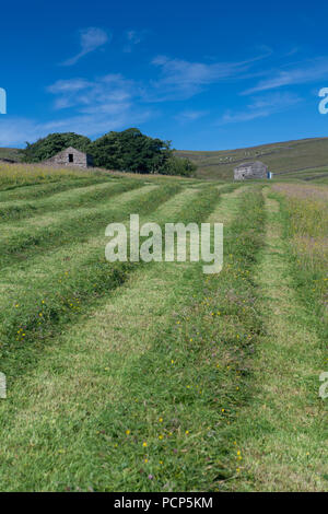 Hautes terres fraîchement tondu meadow dans le Yorkshire Dales, au Royaume-Uni. Banque D'Images