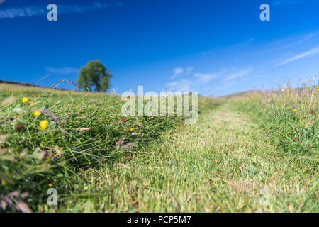 Hautes terres fraîchement tondu meadow dans le Yorkshire Dales, au Royaume-Uni. Banque D'Images