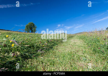 Hautes terres fraîchement tondu meadow dans le Yorkshire Dales, au Royaume-Uni. Banque D'Images