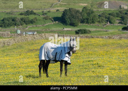 Dans les pâturages de chevaux portant une flyrug et protection vol sur son visage. North Yorkshire, UK. Banque D'Images