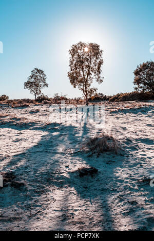 Soleil qui brille à travers les arbres indigènes en Australie du Sud en laissant de longues ombres sur le sable Banque D'Images