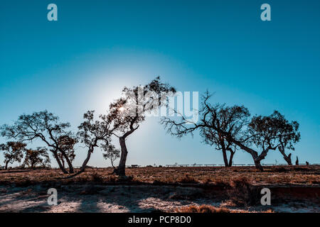 Soleil qui brille à travers les arbres de gomme sur les rives du lac de Bonnie à Riverland, Australie du Sud Banque D'Images