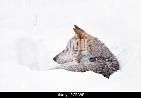 Close up portrait d'un Loup gris se reposant dans la neige profonde tanière hivernale lair et à l'écart, low angle view Banque D'Images