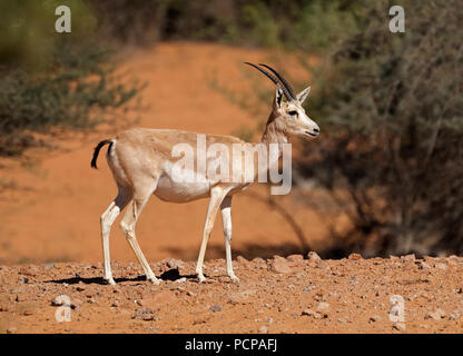 Femme Buenos Dias (Gazella marica), Péninsule Arabique Banque D'Images