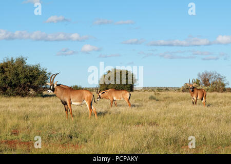 De rares antilopes rouan (Hippotragus equinus) dans l'habitat naturel, l'Afrique du Sud Banque D'Images