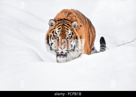 Portrait d'un jeune tigre de Sibérie (Amur) dans la neige fraîche et blanche journée d'hiver ensoleillée, looking at camera, low angle view Banque D'Images