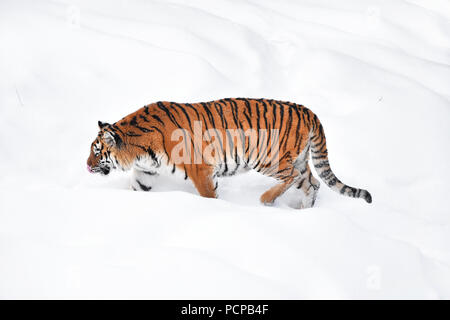 Une jeune femme (Amur tiger walking) de Sibérie dans la neige fraîche et blanche journée d'hiver ensoleillée, pleine longueur high angle view Banque D'Images