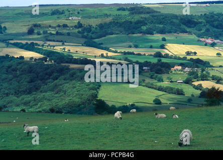 Des moutons paissant sur le North Yorkshire Moors, l'Angleterre. Photographie Banque D'Images