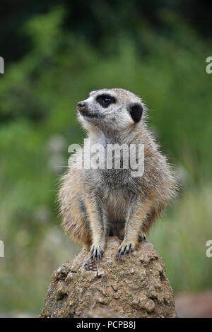 Close up portrait portrait de l'un meerkat assis sur un rocher et regardant ailleurs alerté sur fond vert, low angle view Banque D'Images