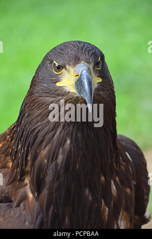 Close up portrait de l'un avant l'aigle royal (Aquila chrysaetos) looking at camera sur fond vert, low angle view Banque D'Images