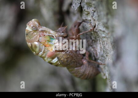 Plan macro sur une cigale en mue sur une vieille pecan tree Banque D'Images