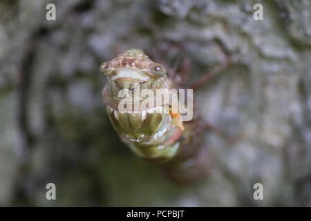 La mue cigale sur pecan tree Banque D'Images