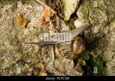 Un jardin, escargots Helix aspersa/Cornu aspersum ramper sur une rocaille dans un jardin dans le Lancashire, North West England UK GO photographiés de nuit. C'est ed Banque D'Images