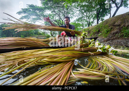 Sada Shapla (nénuphar blanc) est la fleur nationale du Bangladesh. Banque D'Images