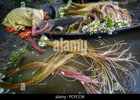 Sada Shapla (nénuphar blanc) est la fleur nationale du Bangladesh. Banque D'Images