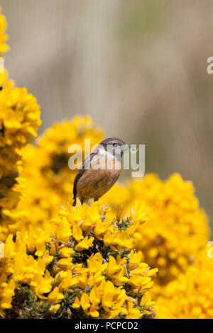 Saxicola torquata Stonechat,, seule femelle adulte se percher sur l'ajonc bush, holding caterpillar dans le projet de loi. Prise peut, Minsmere, Suffolk, UK. Banque D'Images